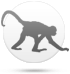 Macaco