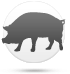 Porco
